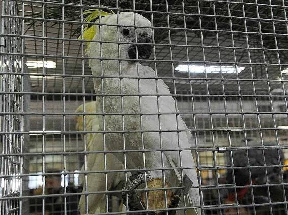 První nedělní fauna trhy v Ostravě neměly nouzi o návštěvníky. 