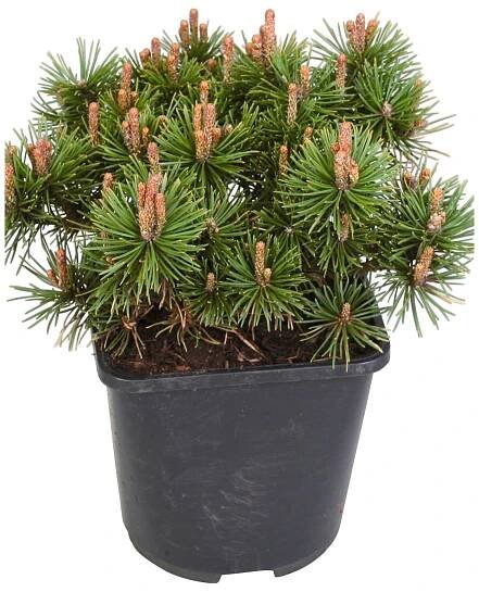 Borovice kleč zakrslá - Mops zelená průměr květináče cca 26 cm