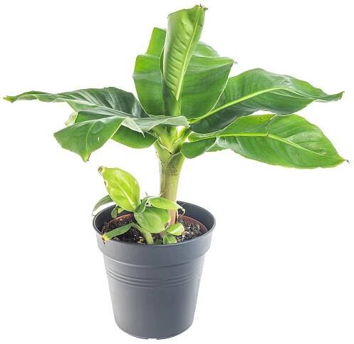 Banánovník zakrslý, Musa dwarf cavendish, průměr květináče 13 - 15 cm