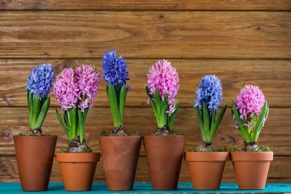 Péče o hyacint doma, výsadba v květináči, pěstování a množení