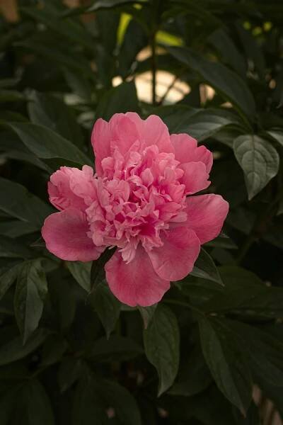 Základová fotografie na téma botanický, camellia japonica, detail, flóra, jaro, jemné květiny, kamélie, kvést, květ, květina