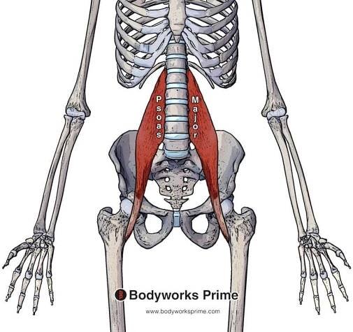 Psoas Major Muscle Anatomy - Bodyworks Prime