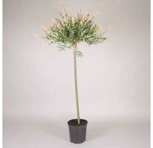Vrba japonská Salix integra Hakuro Nishiki 80 cm