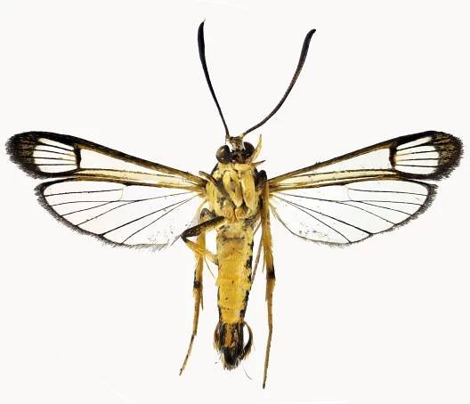Nota Lepidopterologica | Blog