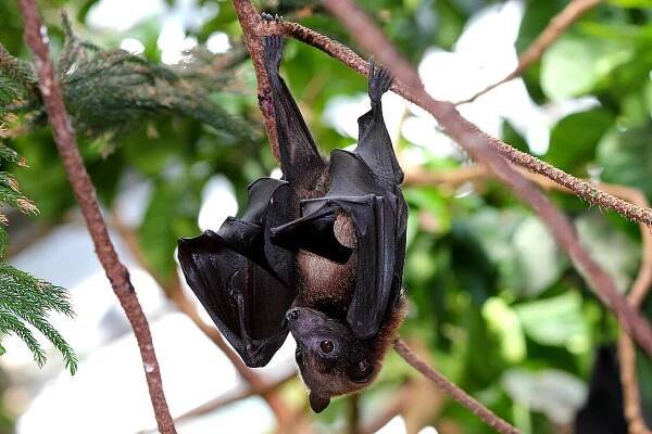 Small flying fox 