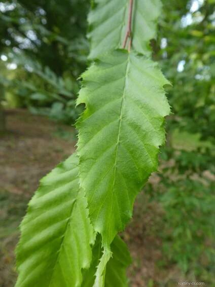 Habr karolínský - list (Carpinus caroliniana)