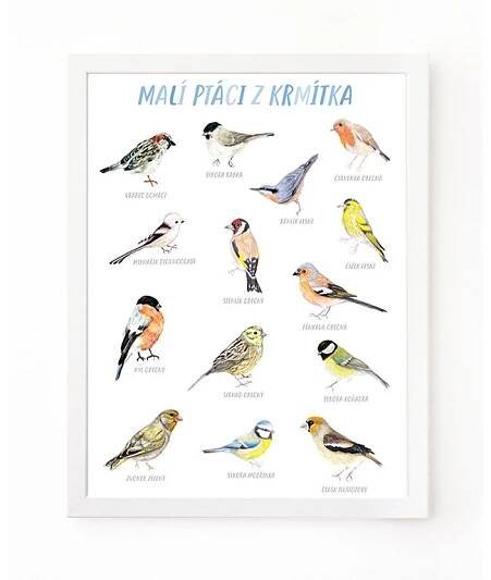 Malí ptáci z krmítka - plakát A3 - Atelier V lese