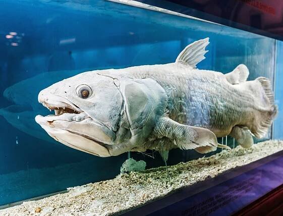 ‘Living fossil’ reveals clues about how animals learned to breathe