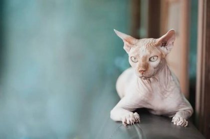 zblízka sphynx kočka - bezsrsté zvíře - stock snímky, obrázky a fotky