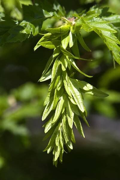 Habr obecný Quercifolia (Carpinus betulus)