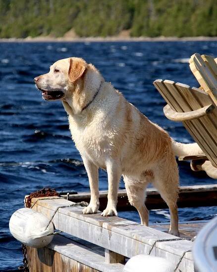 St. John’s to Labrador: A Dog’s Journey — Product of Newfoundland