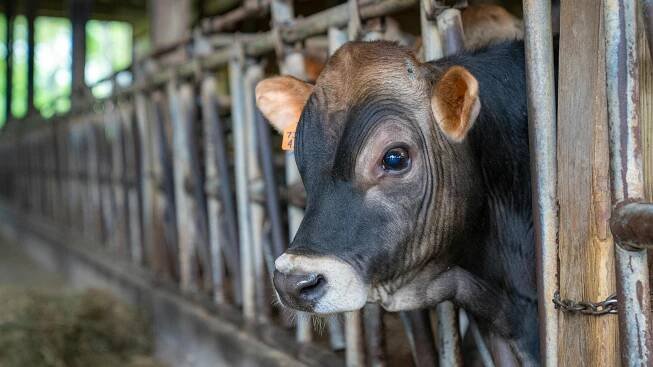 Základová fotografie na téma @ venku, bos taurus, brahman, bučení, býk, chov hospodářských zvířat, chov zvířat, dobytčí