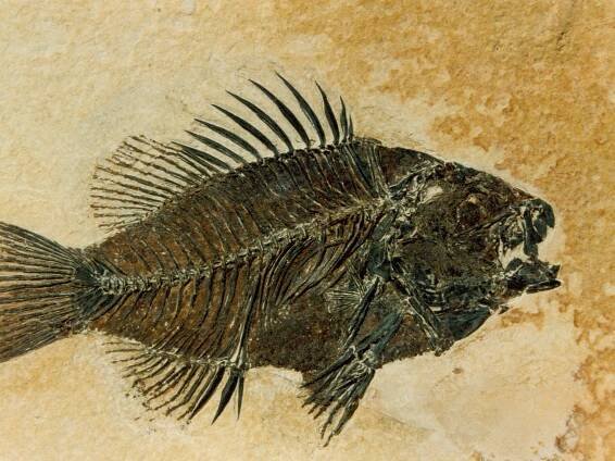 Raske fossiler