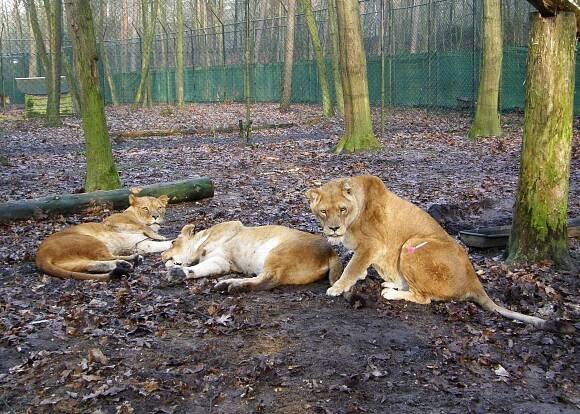 Lvice z holandské Burger's ZOO obohatí lví safari ve Dvoře... | Hradec Králové