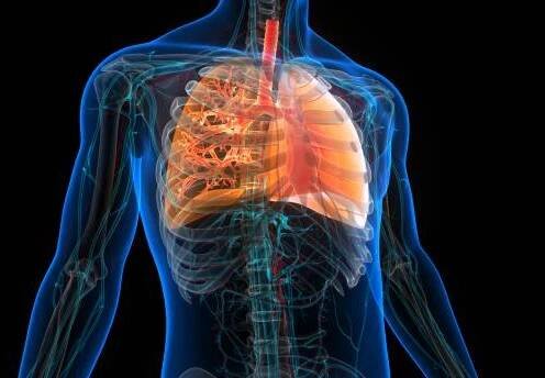 anatomie plic lidského dýchacího systému - cystická fibróza - stock snímky, obrázky a fotky