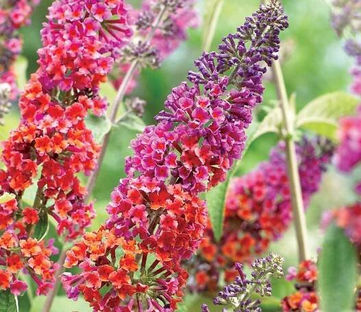 Buddleja Flower Power 25-30 cm motýlí keř letní šeřík - šeřík kopinatý