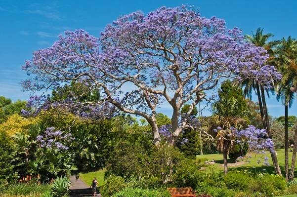 Jacaranda Tree from the Sydney Botanic Gardens