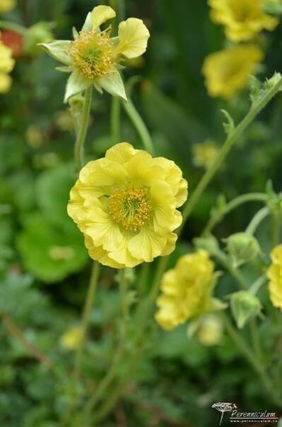 Geum 'Banana Daiquiri' | Perenniculum
