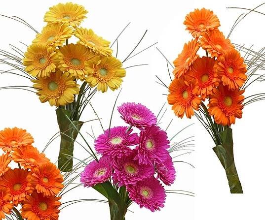 gerbera
