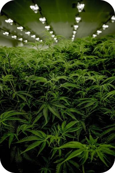Co je THC-P?
