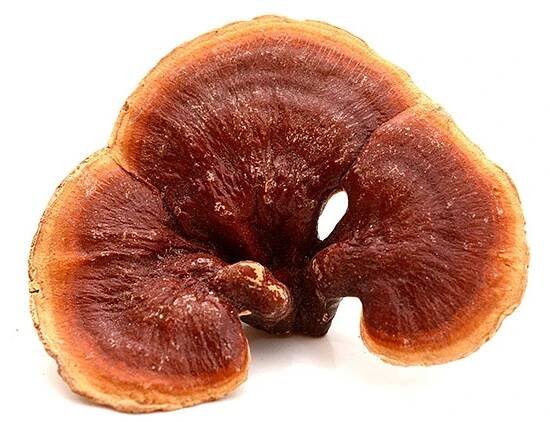 reishi