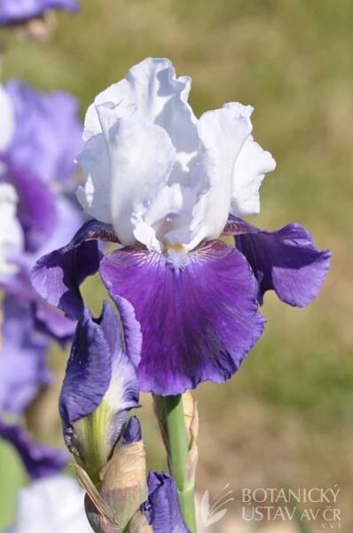 Iris barbata elatior Snowmound (3) | HORTIFOTO | Autoři | iBotky.cz