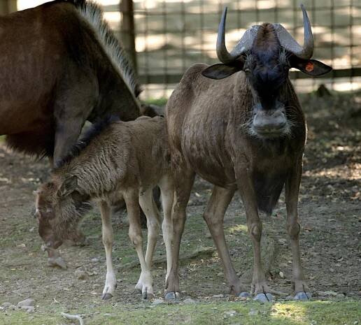 Zoo Olomouc množí rodinné stříbro: Podívejte na mládě pakoně