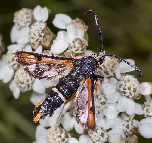 Pyropteron chrysidiforme