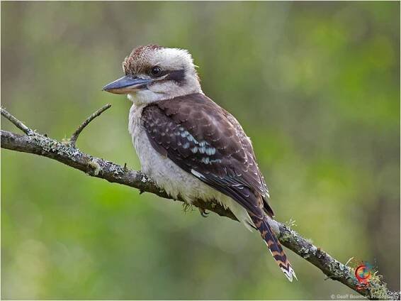 Kookaburra