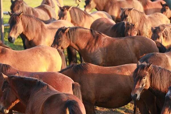Farma Hucul na Janově hoře v krkonošských Vítkovicích | Hradec Králové