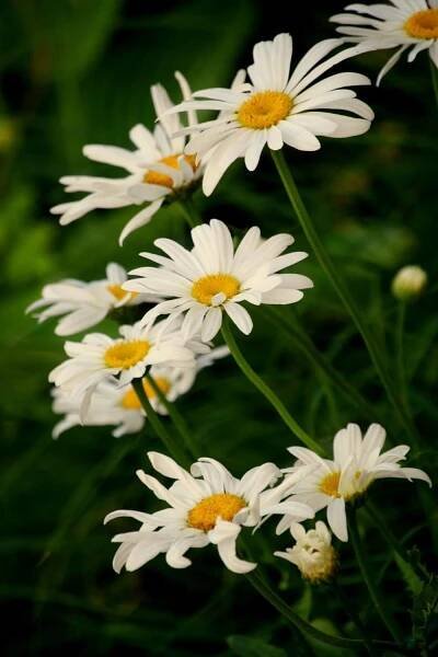 Sun Plants That Bloom All Summer • Longbourn Farm