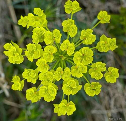 Pryšec chvojka (Euphorbia cyparissias), květy, květenství