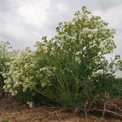 brukvovité- BRASSICACEAE – PlantaNaturalis.com
