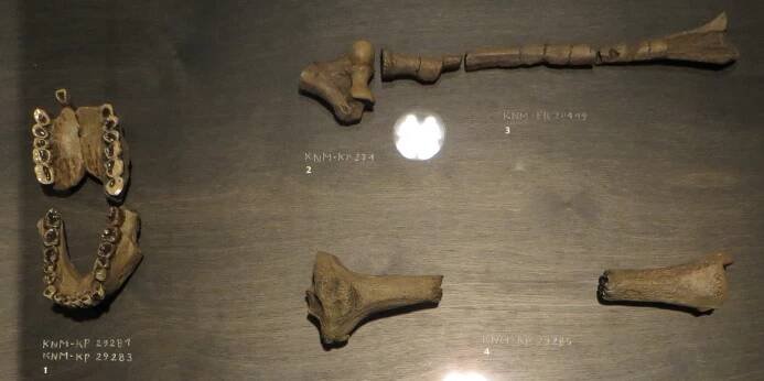 Australopithecus anamensis – Wikipedie