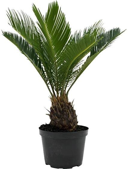 House Plants - MICRO PLANT STUDIO