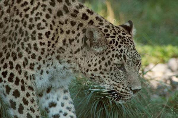 Panthera pardus saxicolor