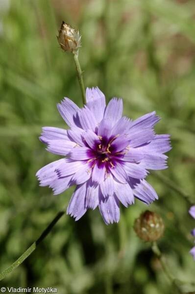 Catananche caerulea – poblekla modrá