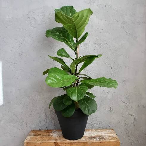 Ficus Lyrata XL