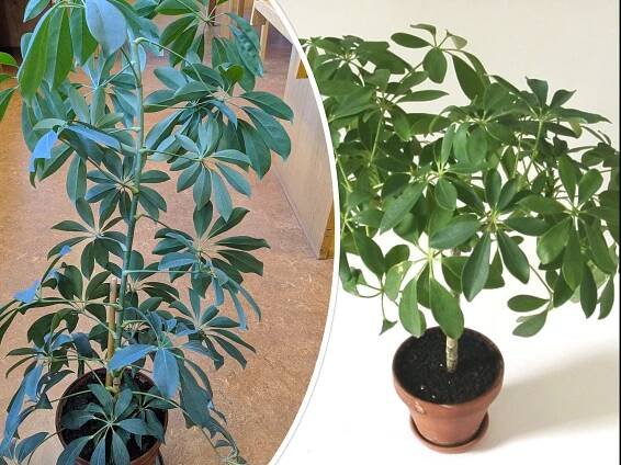 Schefflera