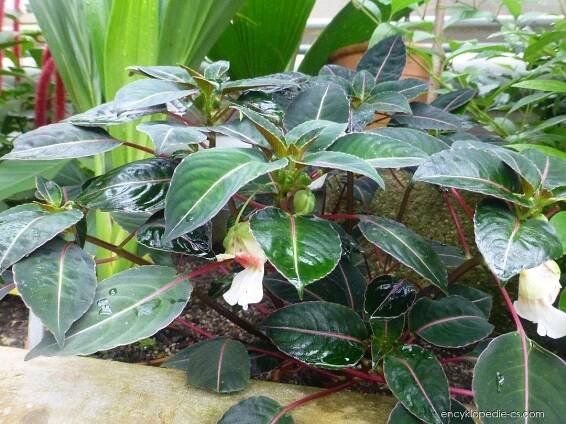 Netýkavka - Impatiens morsei