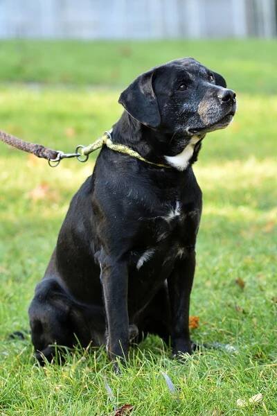 Groot | Virtuální adopce | Psi a kočky v útulku | Útulek Zlín - Vršava | Útulek pro zvířata v nouzi