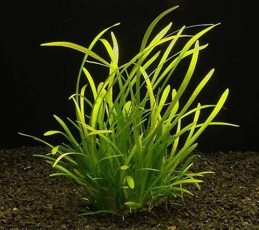 Sagittaria subulata - Šípatka šídlatá