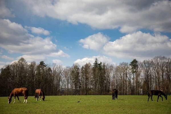 Stáj Newport se specializuje na chov a výcvik koní, nachází v Dolních Domaslavicích nedaleko Žermanické přehrady. Část  jezdeckého areálu je zasazena do příjemného údolí. Snímek z konce dubna 2021.