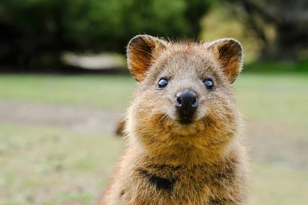 detailní portrét quokky na poli - vačnatci - stock snímky, obrázky a fotky