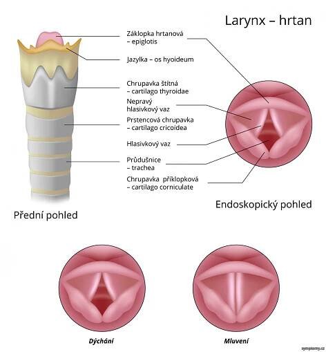 Hrtan (larynx)