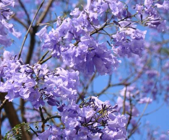 Las flores del jacaranda aparecen en primavera