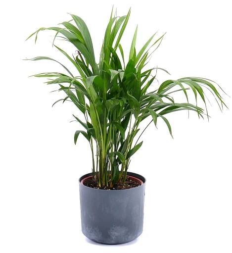 Palma dypsis v plastovém obalu