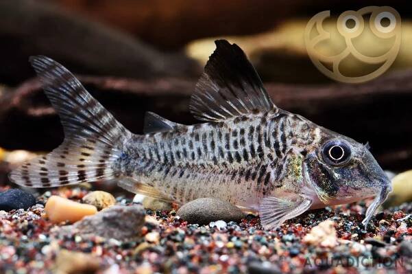 Blacktop Corydoras - Corydoras acutus Fish Profile & Care Guide