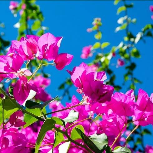 Bougainvillea Winter Care: What To Do With A Bougainvillea In Winter