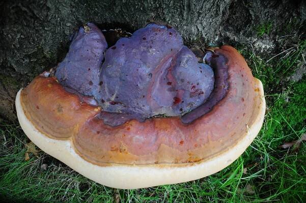 Lesklokorka lesklá (Ganoderma lucidum) | Adaptogeny